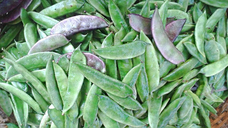 শীতকালীন সবজি শিম, এর উপকারগুলো জেনে নিন